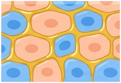 Céramides : comprendre leur rôle dans la barrière cutanée et l'hydratation